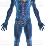 Comparing a Company to the Human Body: A Unique Perspective